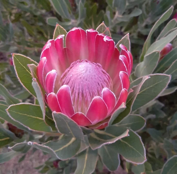 Protea burchellii x compacta 'Brenda'