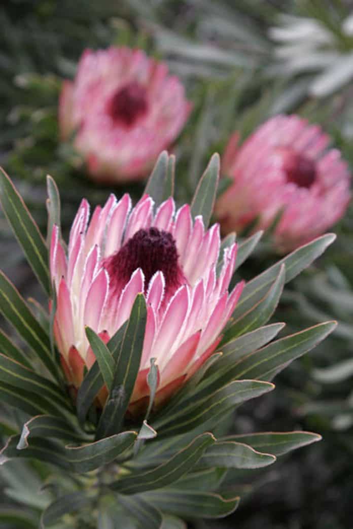 Protea 'Pixie' Protea 'Pixie'