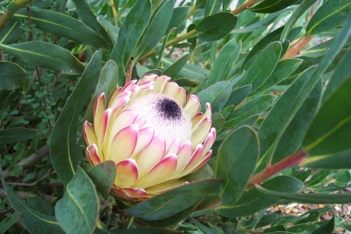 Protea Susara