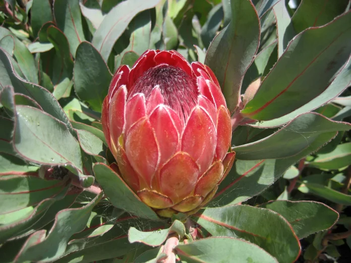 Protea Sylvia Protea Sylvia