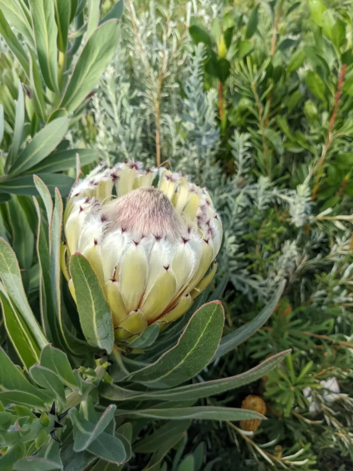 Protea neriifolia ‘Australis Pearl’ Protea neriifolia ‘Australis Pearl’