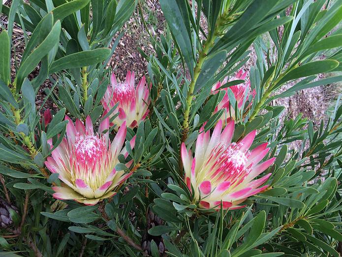 Protea neriifolia ‘Ruby Blush’ Protea neriifolia ‘Ruby Blush’