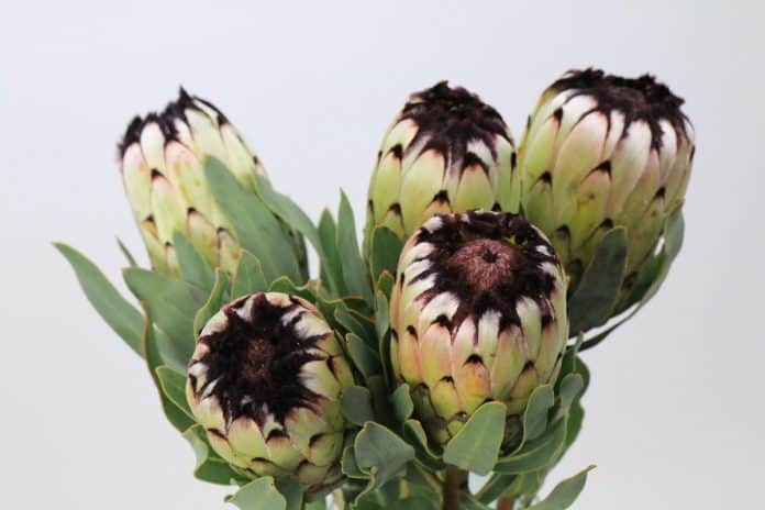 Protea 'Niobe'