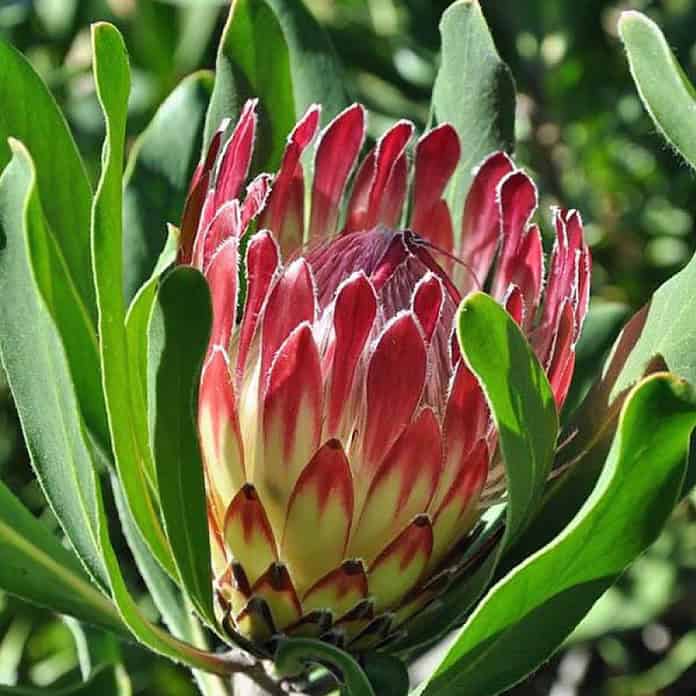 Protea obtusifolia