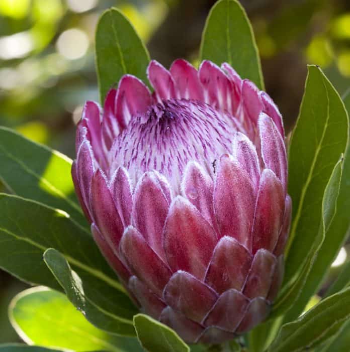 Protea 'Pink Ice'