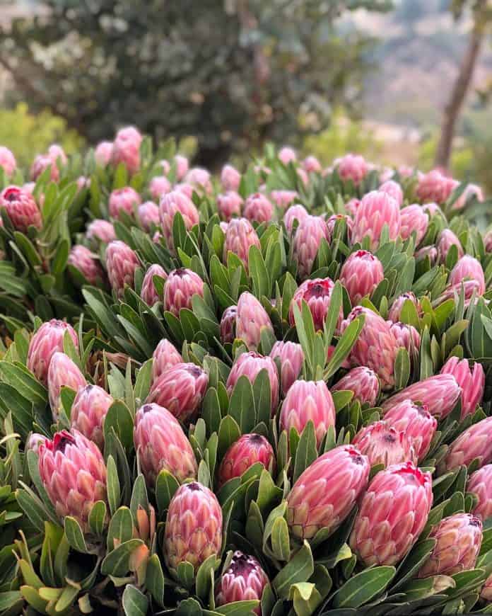 Protea 'Special Pink Ice'