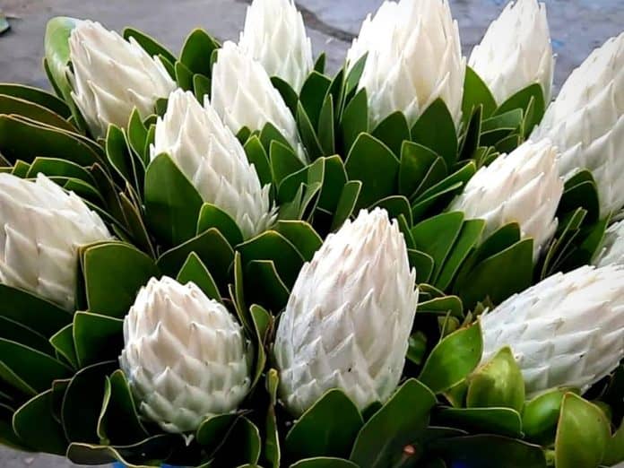 Protea ‘Arctic Ice’