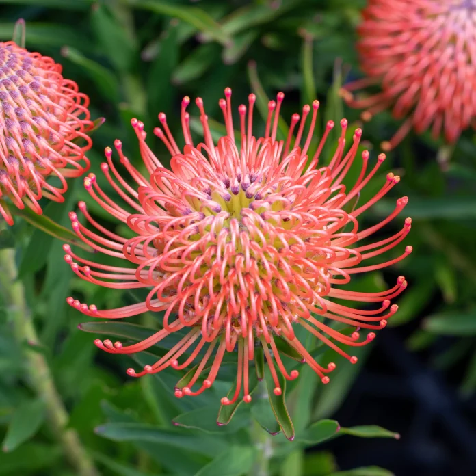 Leucospermum 'So Successful'