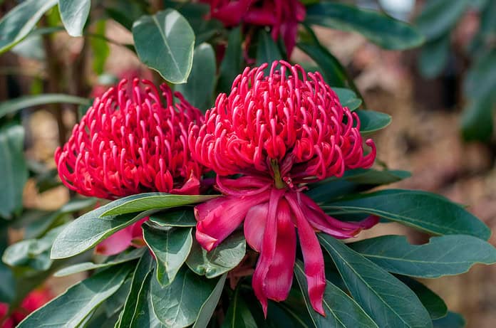 Telopea 'Mallee Boy' Telopea 'Mallee Boy'
