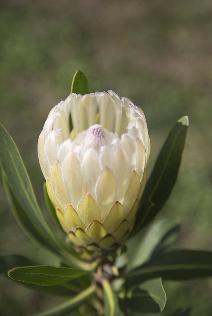 Protea australis ‘Ice’