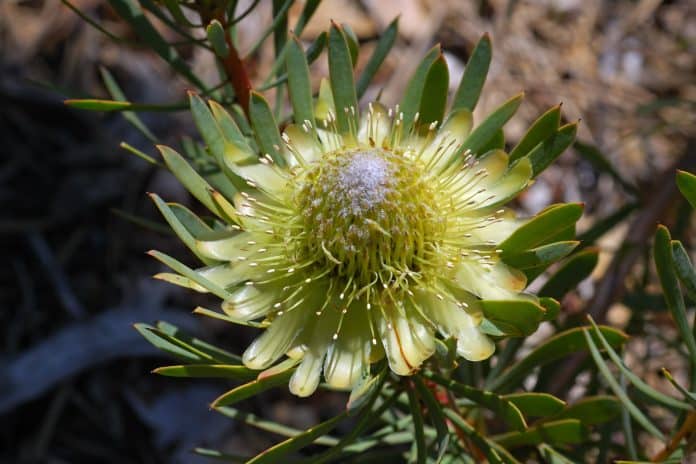 Protea ‘White Mystic’