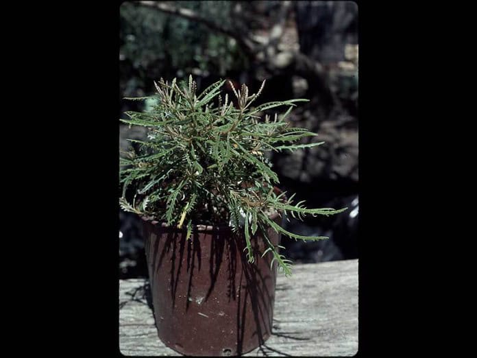 Banksia-canei-Celia-Rosser.jpg