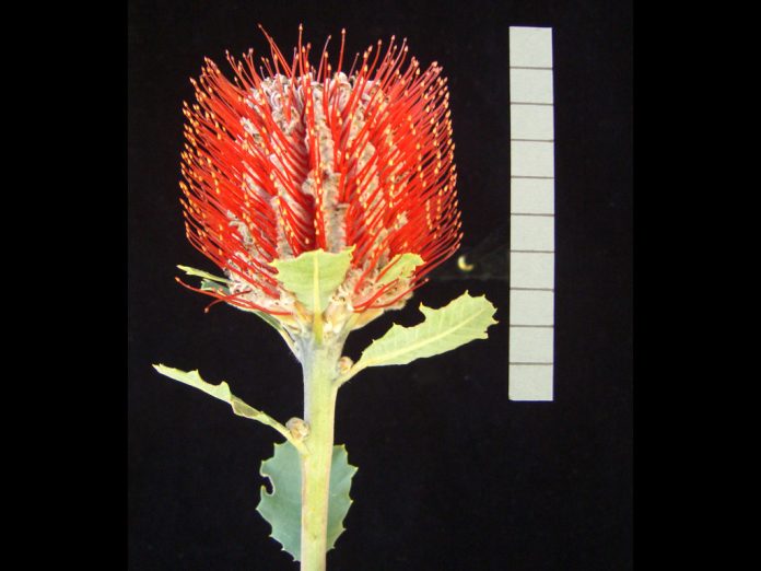 Banksia-coccinea-Waite-Crimson.jpg