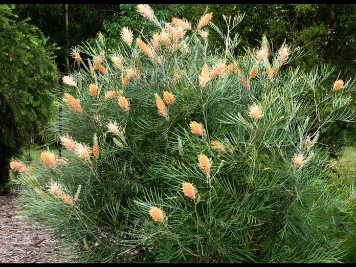 Grevillea-Amber-Passion.jpg