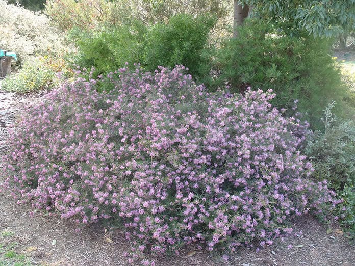 Grevillea-Amethyst.jpg