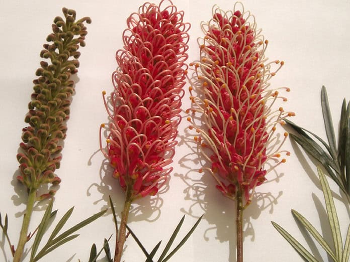 Grevillea-Coastal-Impressive.jpg