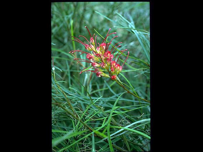 Grevillea-Fire-Sprite.jpg
