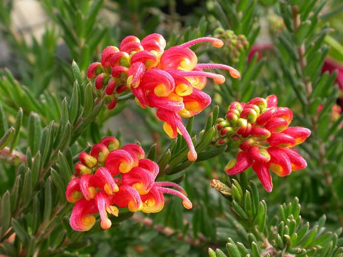 Grevillea-Fireworks.jpg