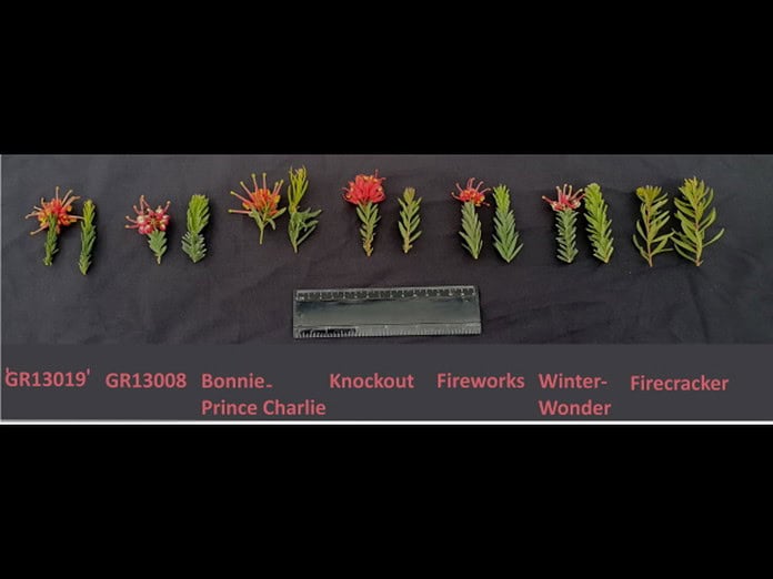 Grevillea-GR13008.jpg