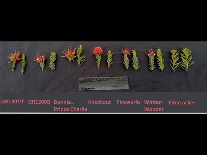 Grevillea-GR13019.jpg