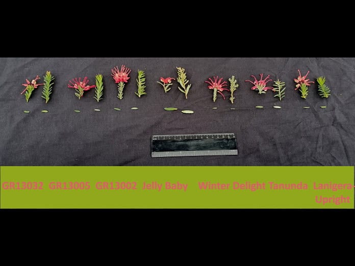 Grevillea-GR13032.jpg