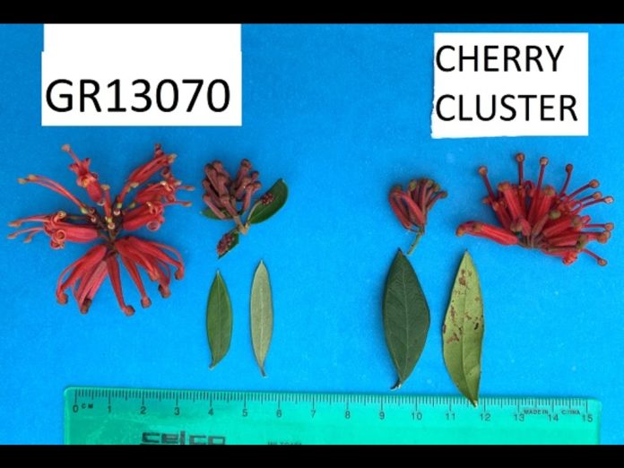 Grevillea-GR13070.jpg
