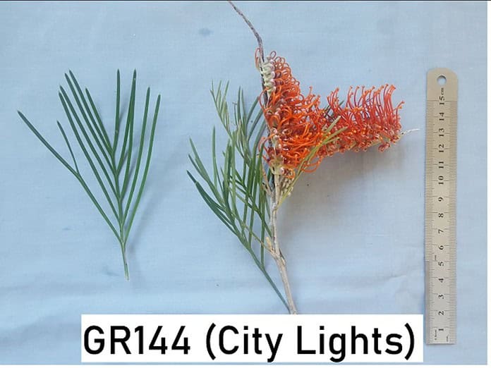 Grevillea-GR144.jpg