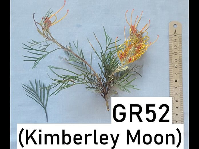 Grevillea-GR52.jpg