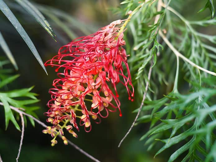 Grevillea Ned Kelly