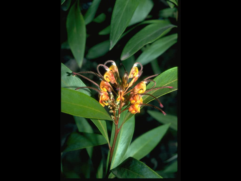 1139: /photos/boxed/grevillea_orange_marmalade.x_1147.jpg 1139: /photos/boxed/grevillea_orange_marmalade.x_1147.jpg