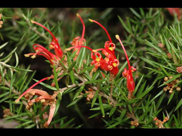 Grevillea-Poorinda-Adorning.jpg