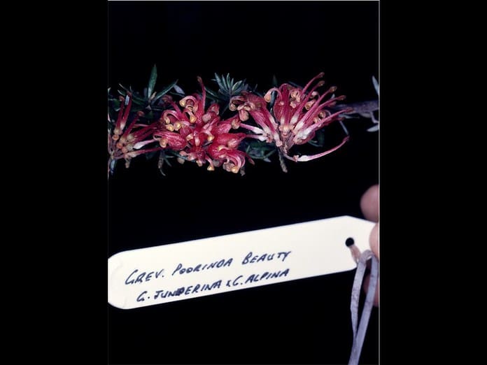 Grevillea-Poorinda-Beauty.jpg