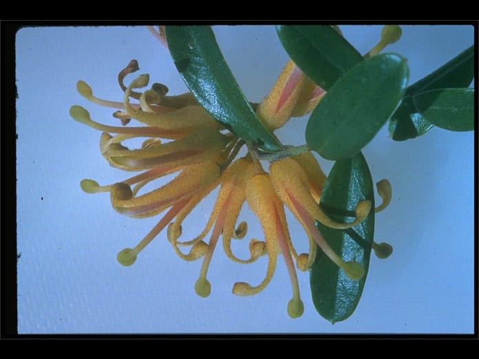Grevillea-Poorinda-Golden-Lyre.jpg