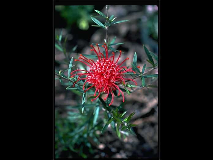 Grevillea-Poorinda-Stephen.jpg