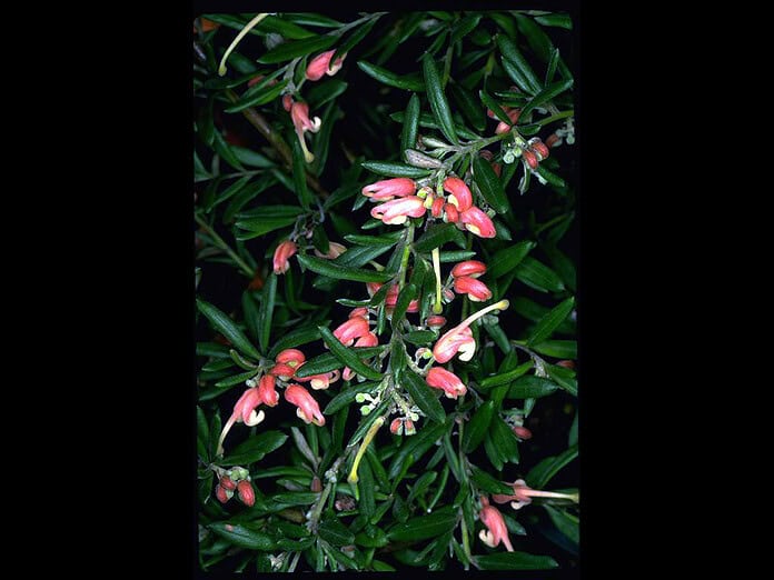 Grevillea-Poorinda-Tranquillity.jpg