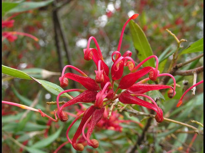 Grevillea-Ruby-Clusters.jpeg