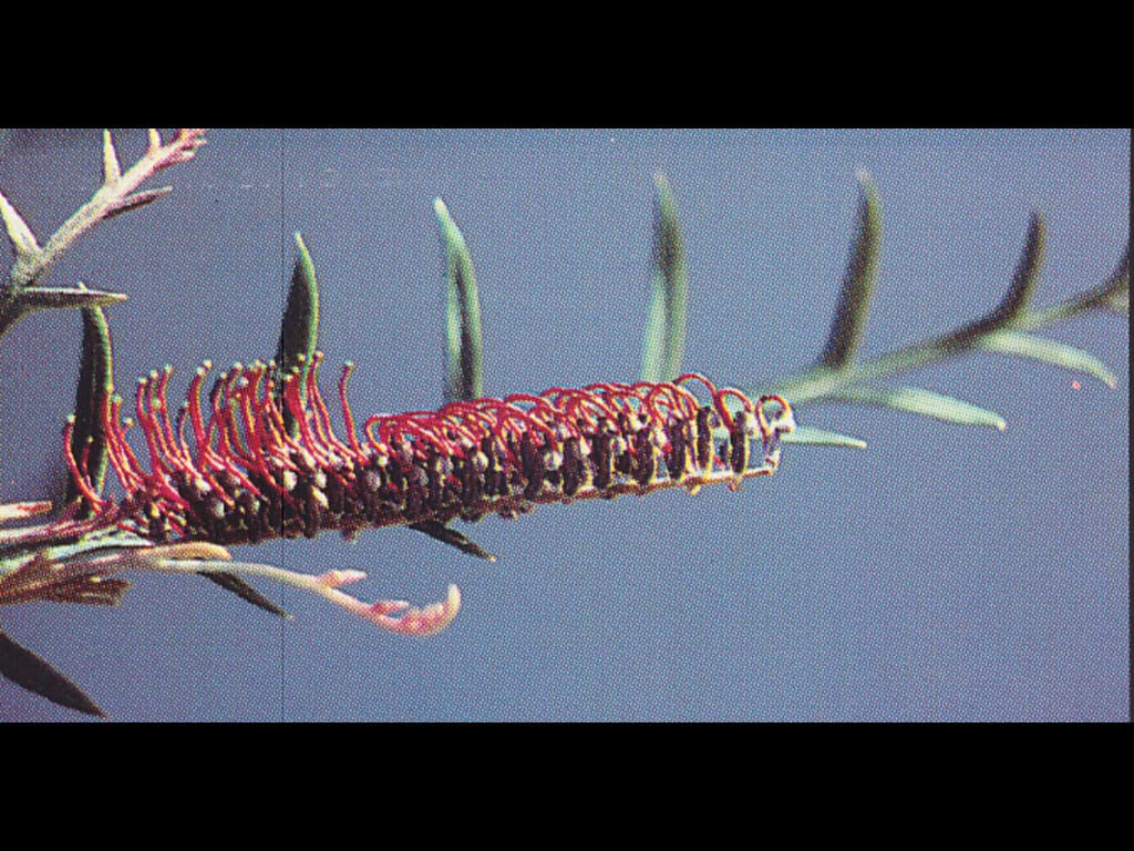 2409: /photos/boxed/grevillea_simply_sarah_.jpg 2409: /photos/boxed/grevillea_simply_sarah_.jpg