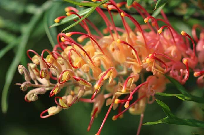 Grevillea 'Superb'