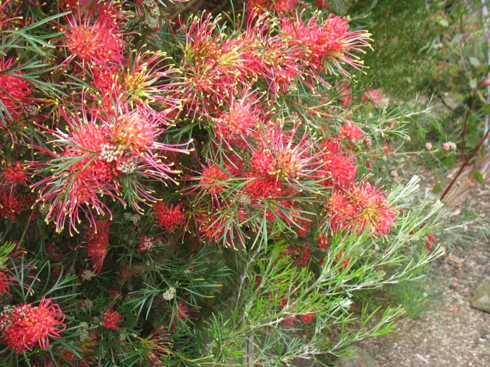 Grevillea Winpara Gem
