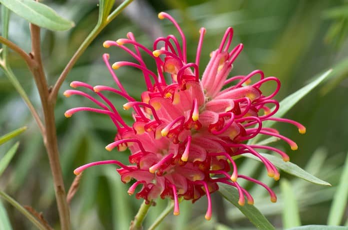 Grevillea banksii Grevillea banksii
