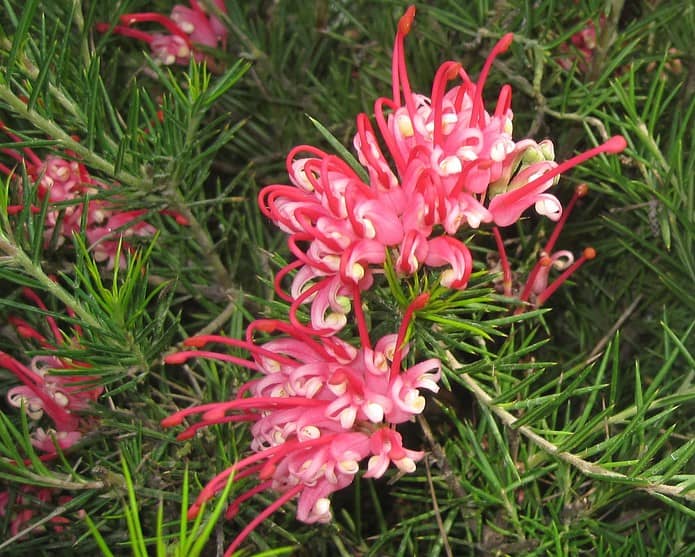Grevillea juniperina