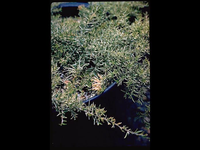 Grevillea-juniperina-Lunar-Light.jpg