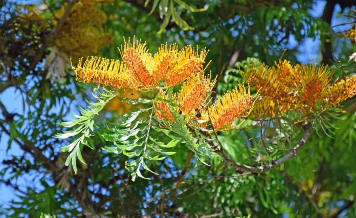Grevillea robusta (Silky Oak)