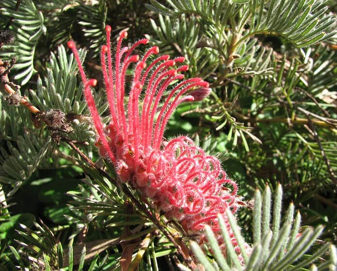 Grevillea thyrsoides Grevillea thyrsoides