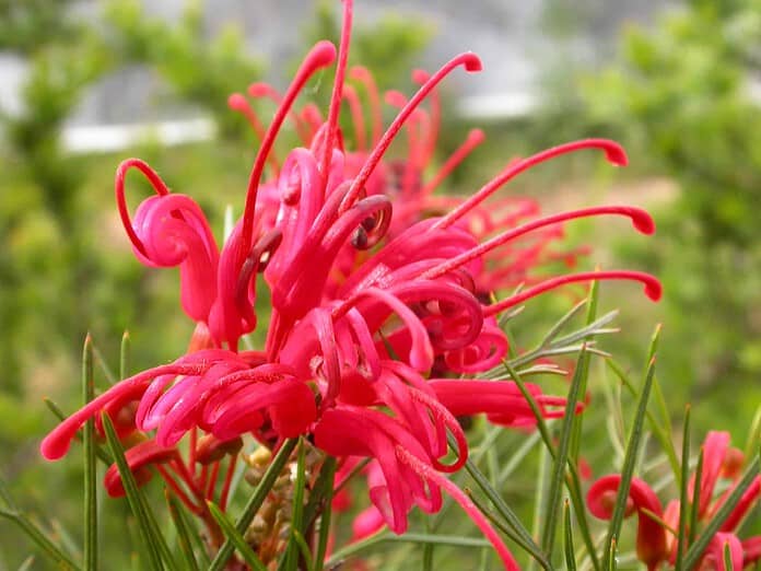 Grevillea ʼBonfireʼ