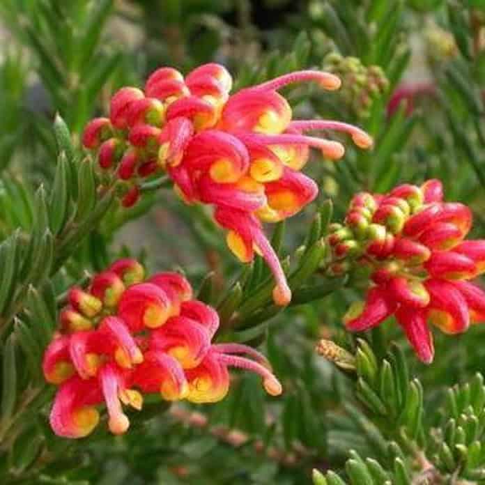 Grevillea ʼFireworksʼ