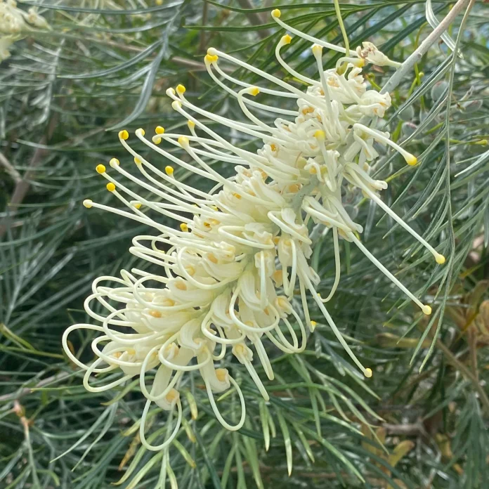 Grevillea ʼMoonlightʼ