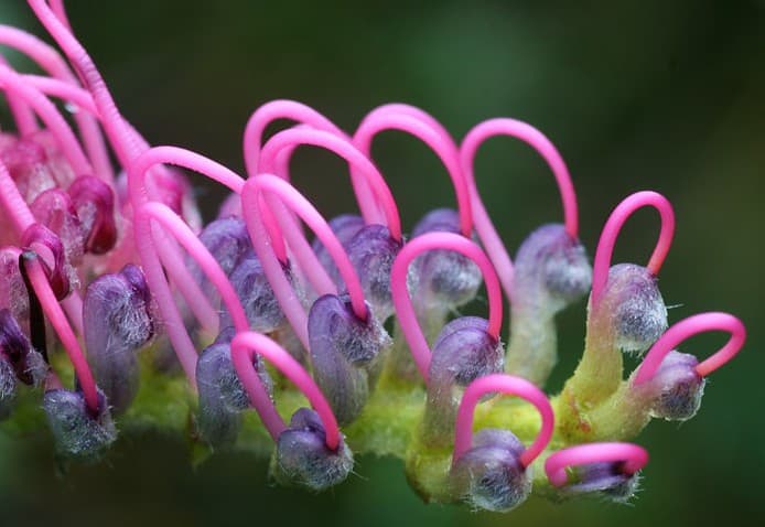 Grevillea ʼPurple Hazeʼ