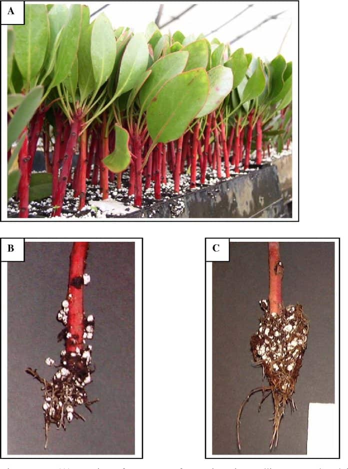 Rooted Proptea Cuttings Rooted Proptea Cuttings