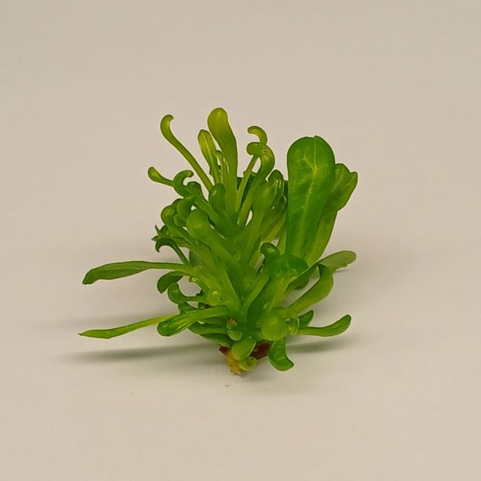 protea tissue culture